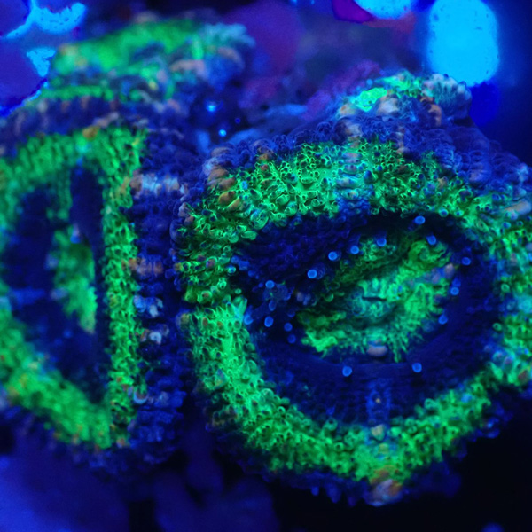 Acanthastrea Blau-grüne Acanthastrea Koralle mit fluoreszierenden Farben