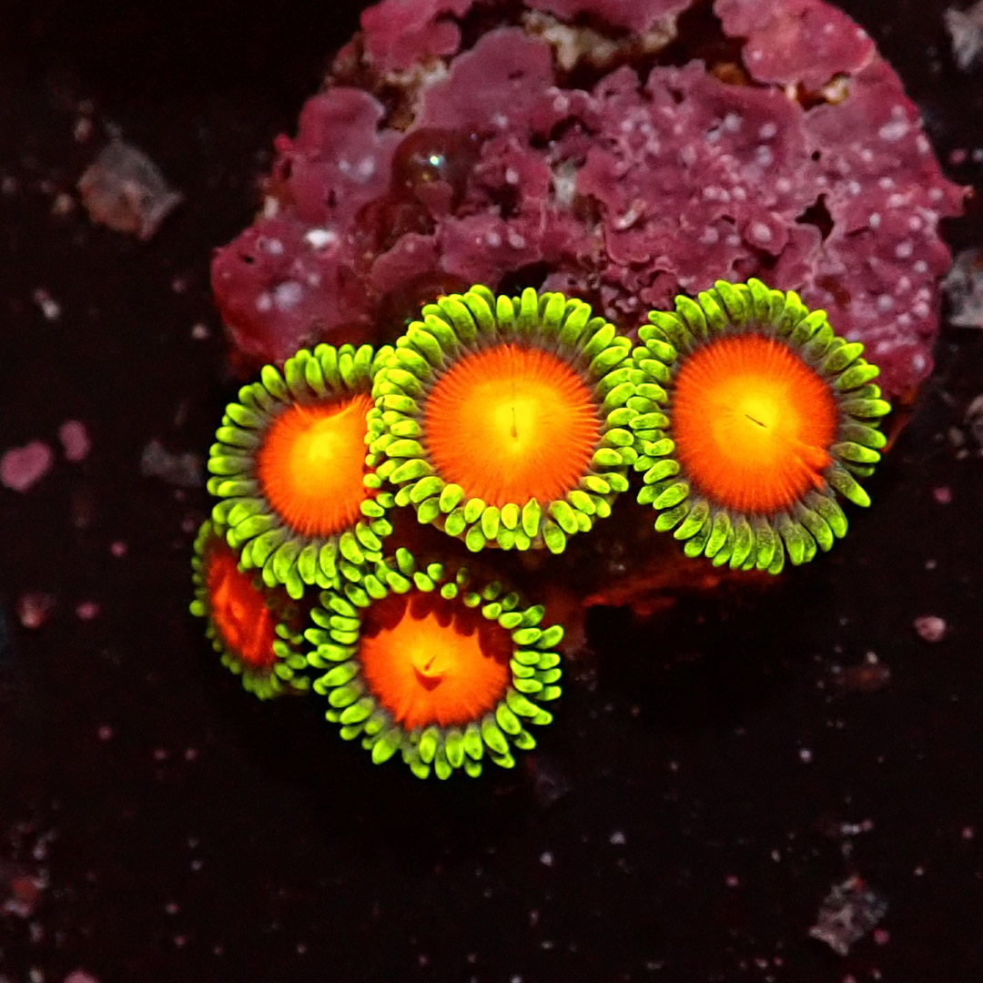 Zoanthus Red Dragon Eye (rare) Zoanthus Red Dragon Eye (rare)