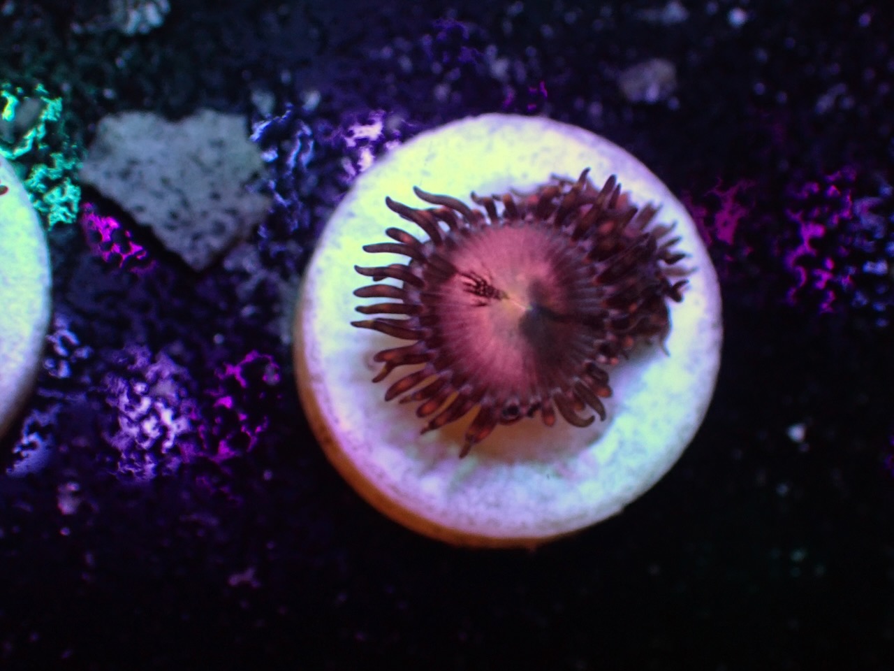 Palythoa Alien Explosion Palythoa Alien Explosion