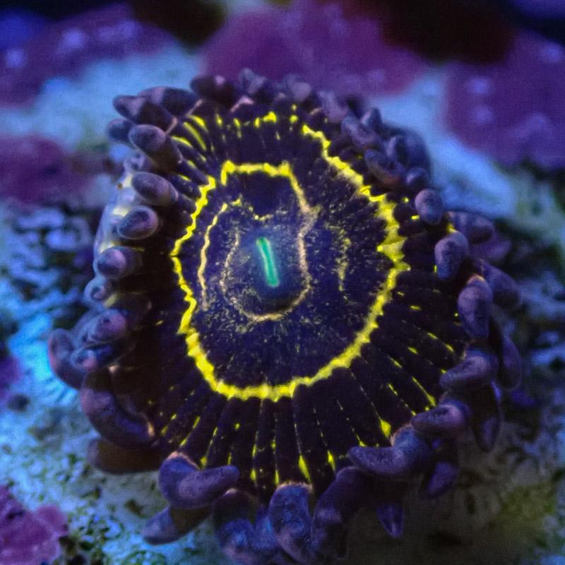 Zoanthus MC Stratosphere