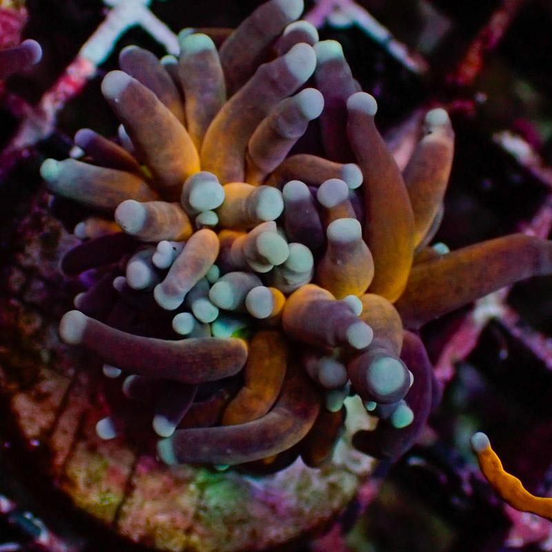 Euphyllia Euphyllia