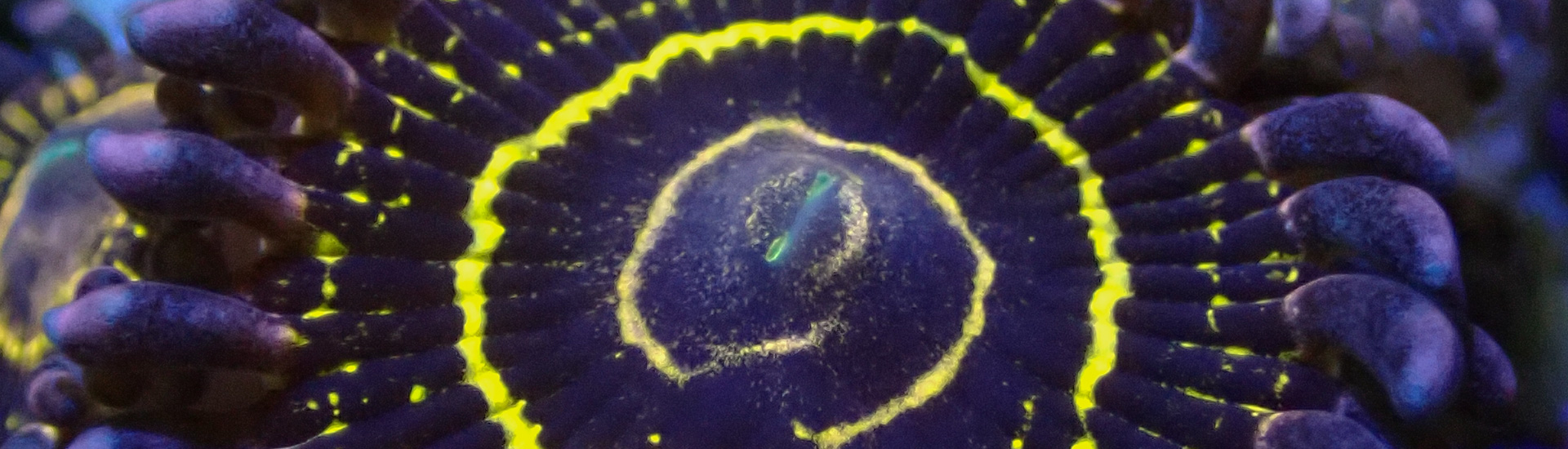 weichkorallen-kategorie-whatsapp Pulsierende Weichkorallen im Strömungsbereich des Riffbeckens