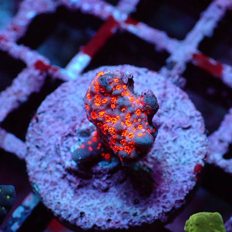 Montipora MC Samarensis Bubblegum