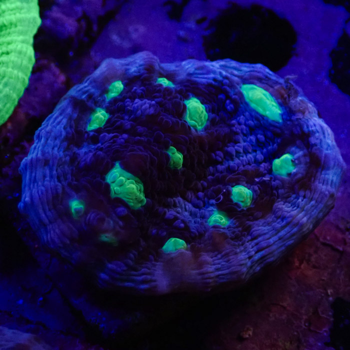 Chalice MC Chernobyl Frag 04 Chalice MC Chernobyl Frag 04