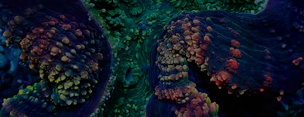 header_kategorie_lobophyllia header_kategorie_lobophyllia