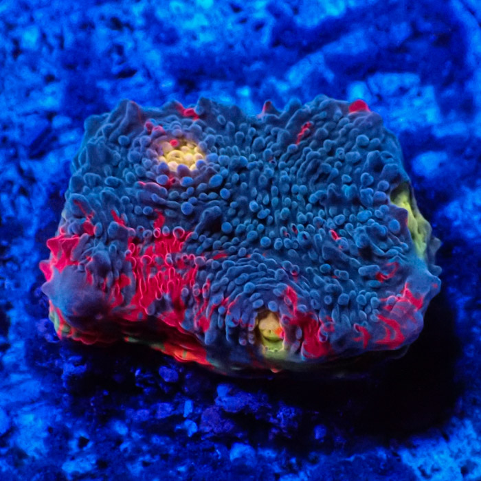 Chalice MC Bugatti Frag 03 Chalice MC Bugatti Frag 03