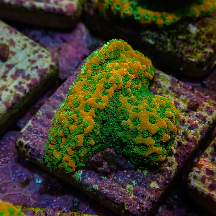 Montipora MC Sweet Tooth Frag 06