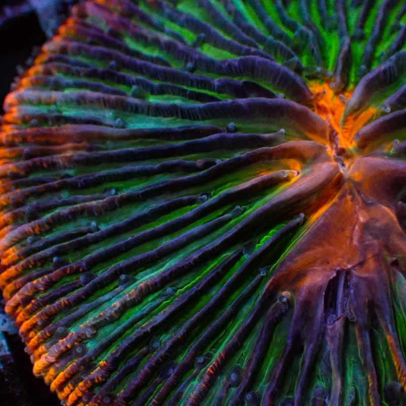 Fungia Tricolor Fungia Tricolor