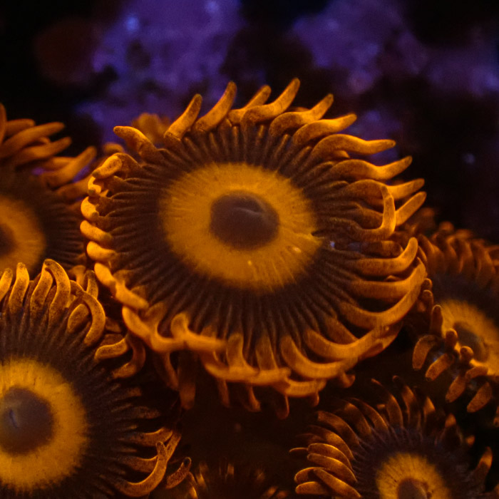 Zoanthus MC Oxid Orange Zoanthus MC Oxid Orange