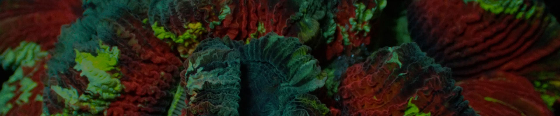 lps-kategorie-header Kategorie-Header LPS Korallen – Farbenfrohe Auswahl bei The Marine Center