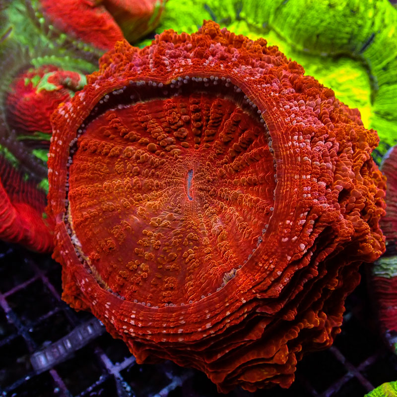 Acanthophyllia Acanthophyllia