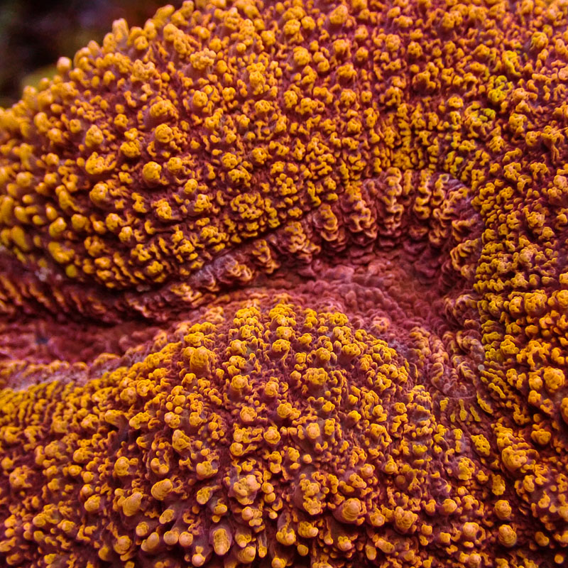 Lobophyllia Lobophyllia