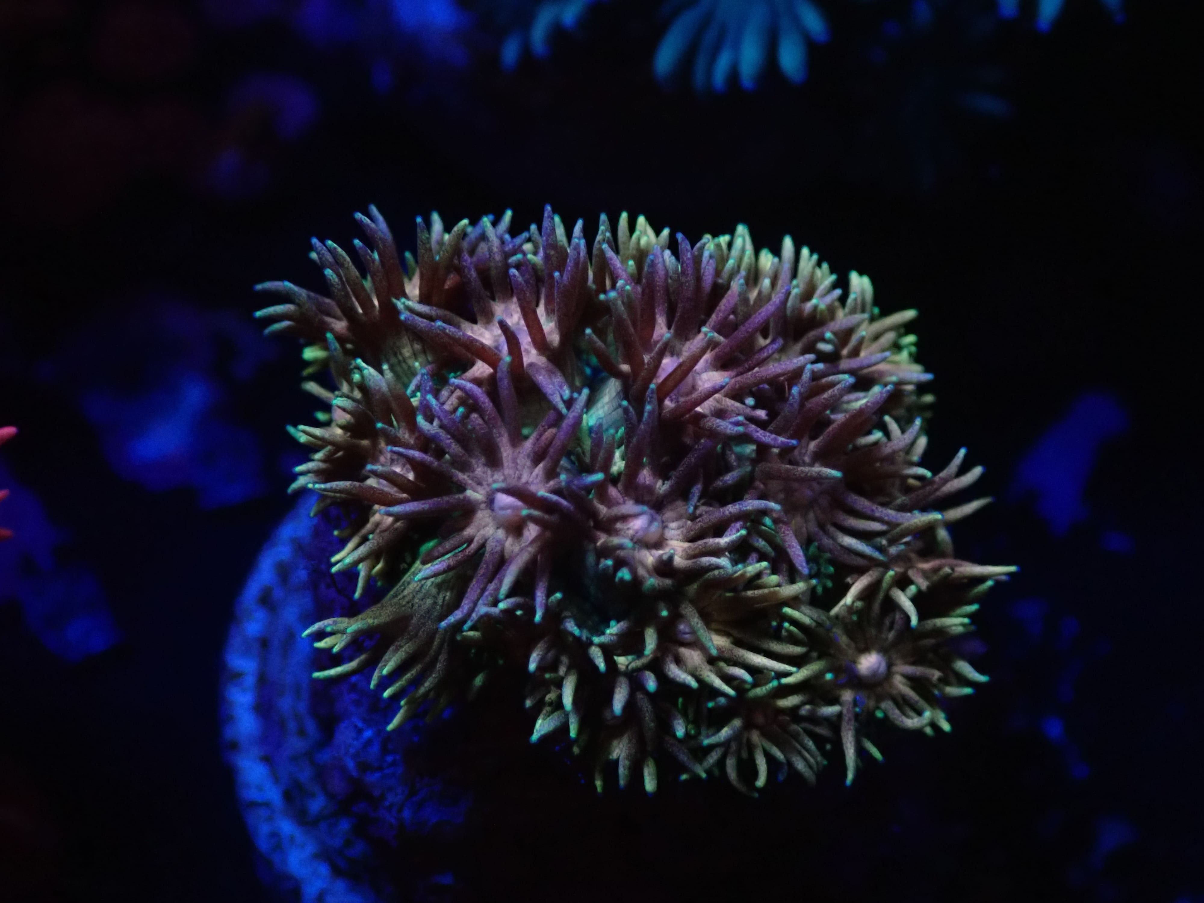 Goniopora Rainbow DNZ Goniopora Rainbow DNZ