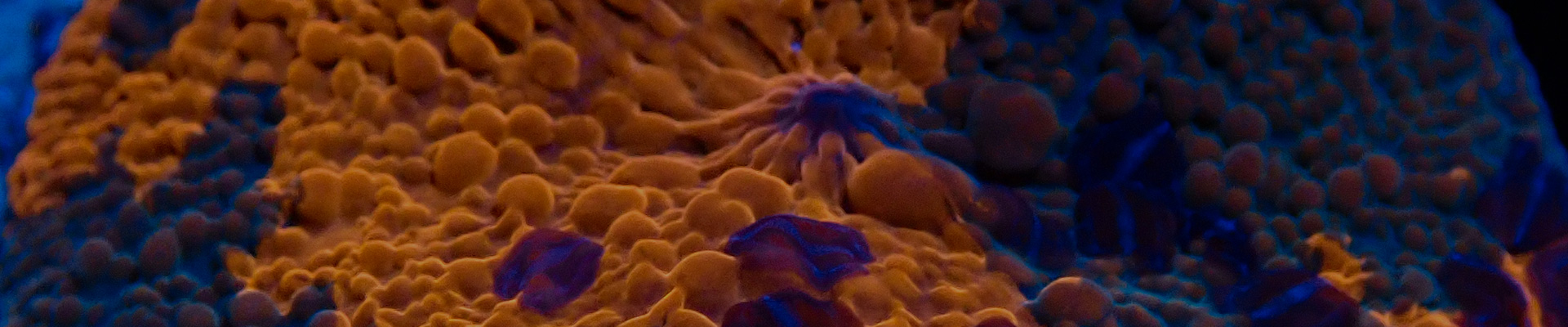 weichkorallen-kategorie-header Weichkorallen in kräftigem Pink und Violett – ideal für Einsteiger