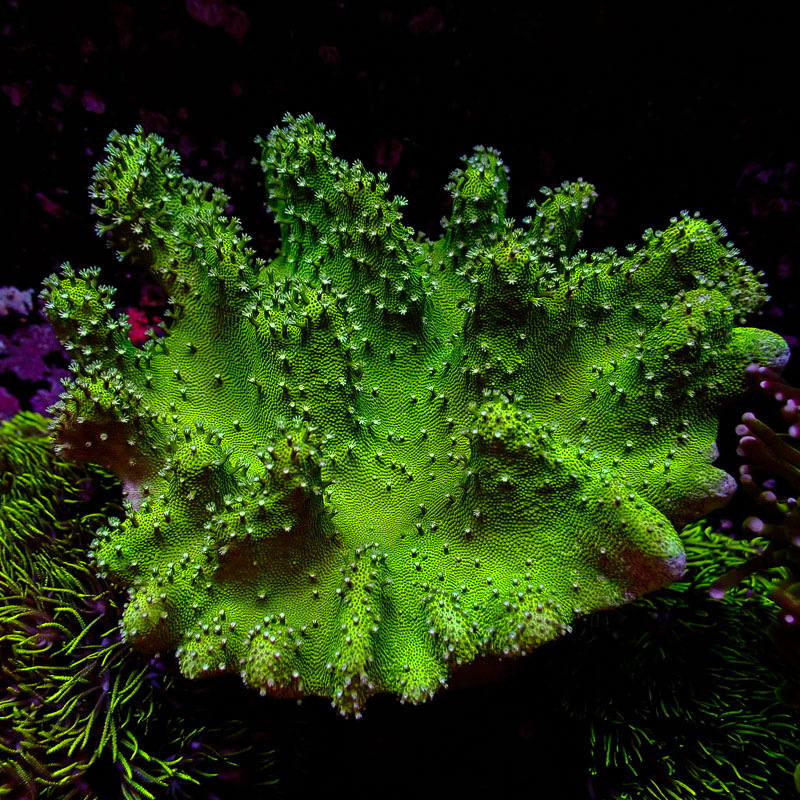 Lederkorallen Lederkorallen