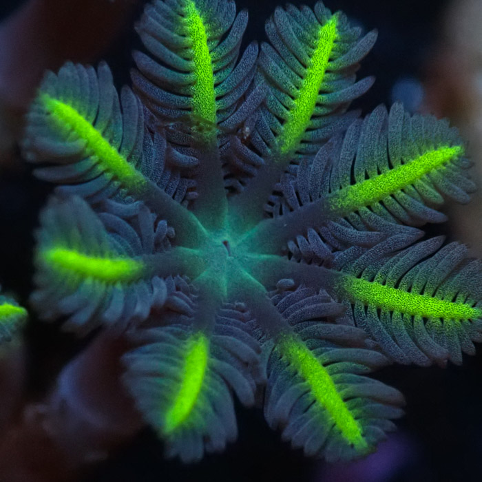 Clavularia MC Ultra Green Clavularia MC Ultra Green