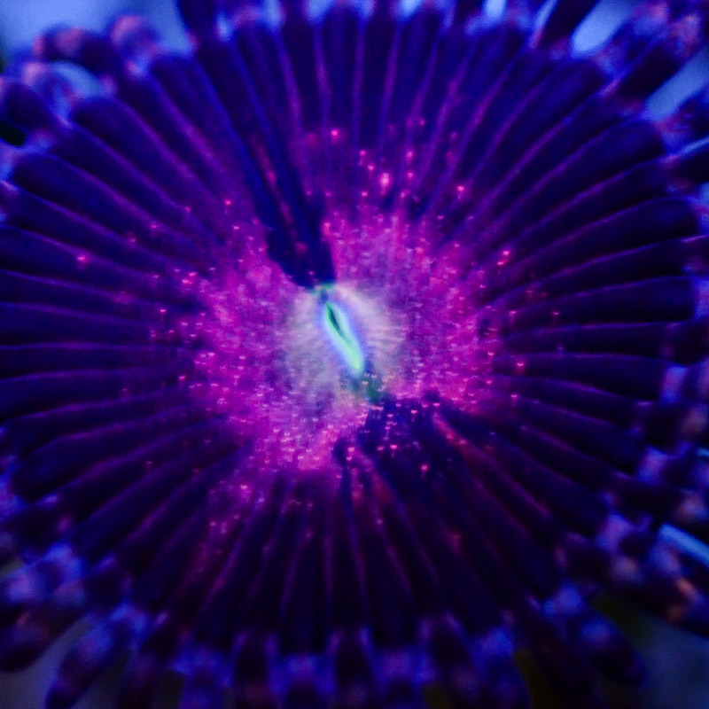 Zoanthus MC Playboy Bunny