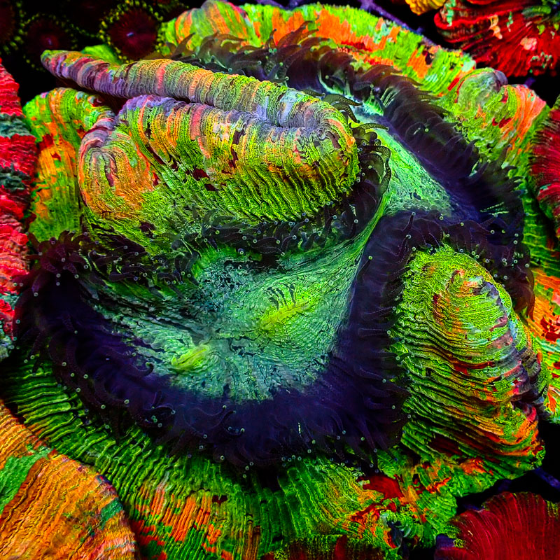 Trachyphyllia Trachyphyllia