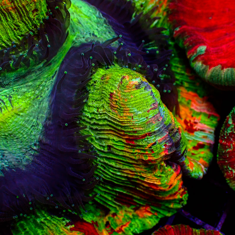 Trachyphyllia Trachyphyllia