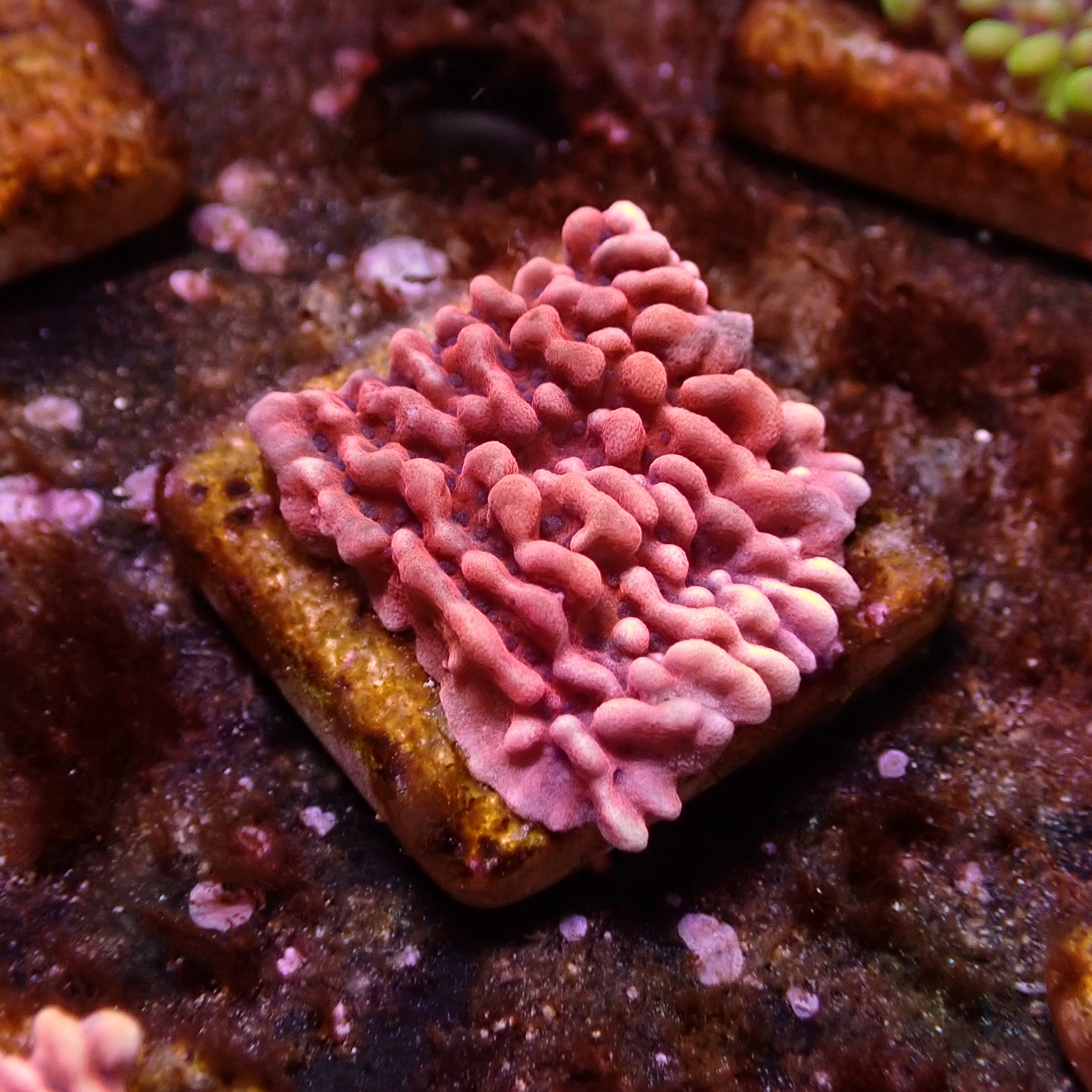 Montipora Mean Streak Frag 06