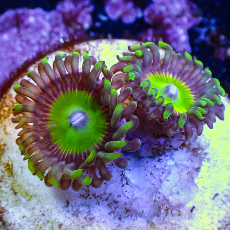 Zoanthus MC Candy Apple Pink Zoanthus MC Candy Apple Pink