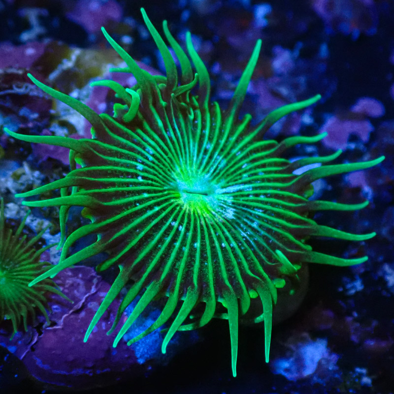 Palythoa MC Green Implosion Frag 01 Palythoa MC Green Implosion Frag 01