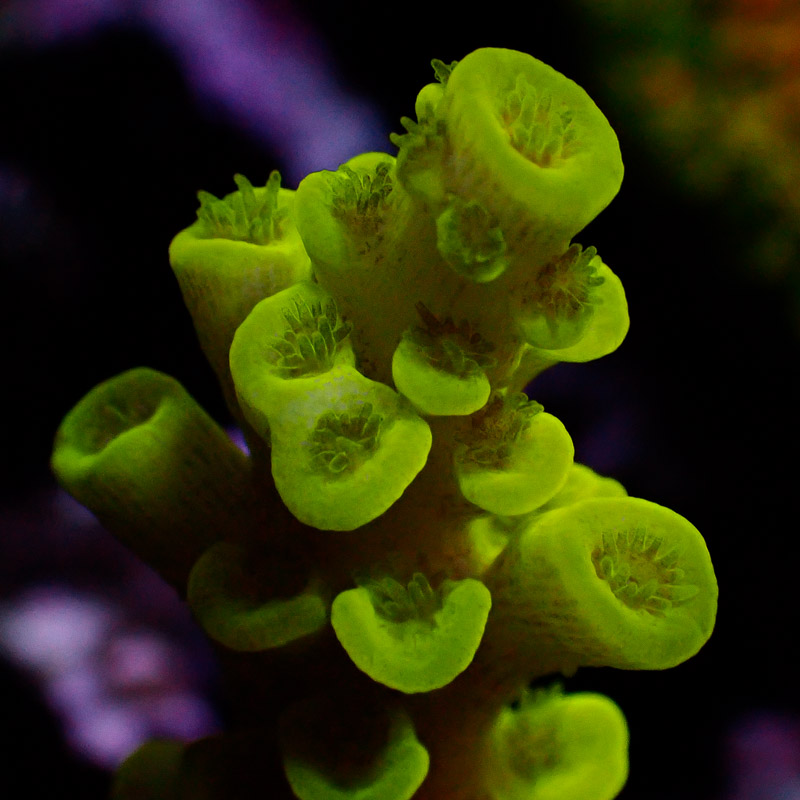 Acropora Neon Acropora Neon