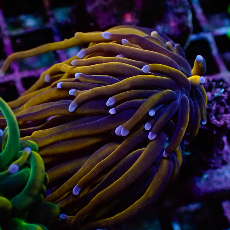 Euphyllia Glabrescens Golden Torch Ultra Euphyllia Glabrescens Golden Torch Ultra