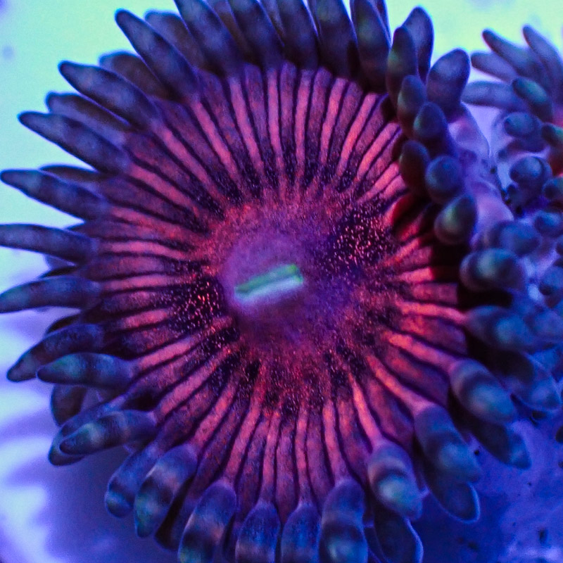 Zoanthus MC God of War Zoanthus MC God of War