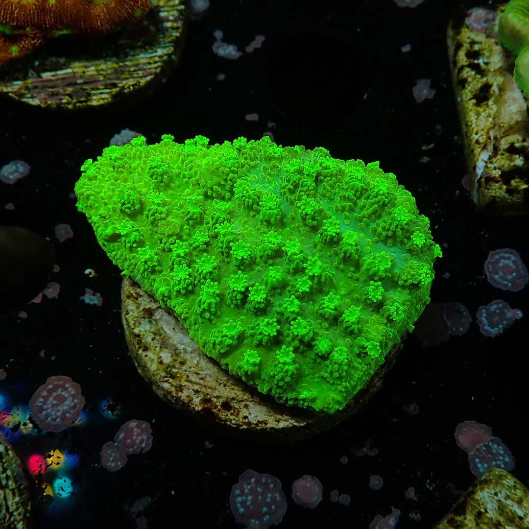 Montipora Toxic Frag 02 Montipora Toxic Frag 02