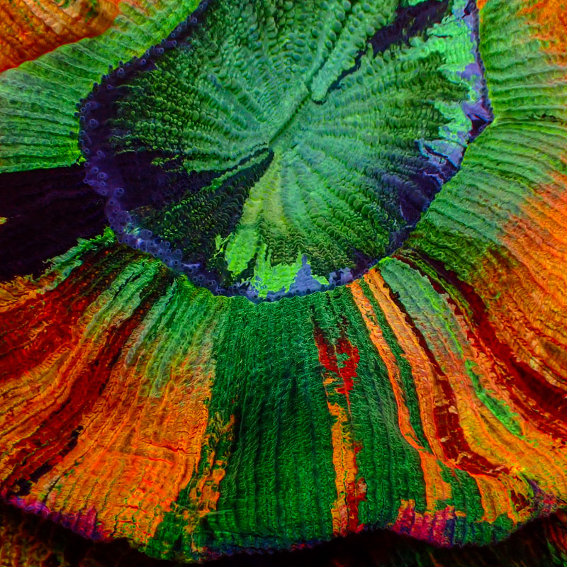 Trachyphyllia Trachyphyllia