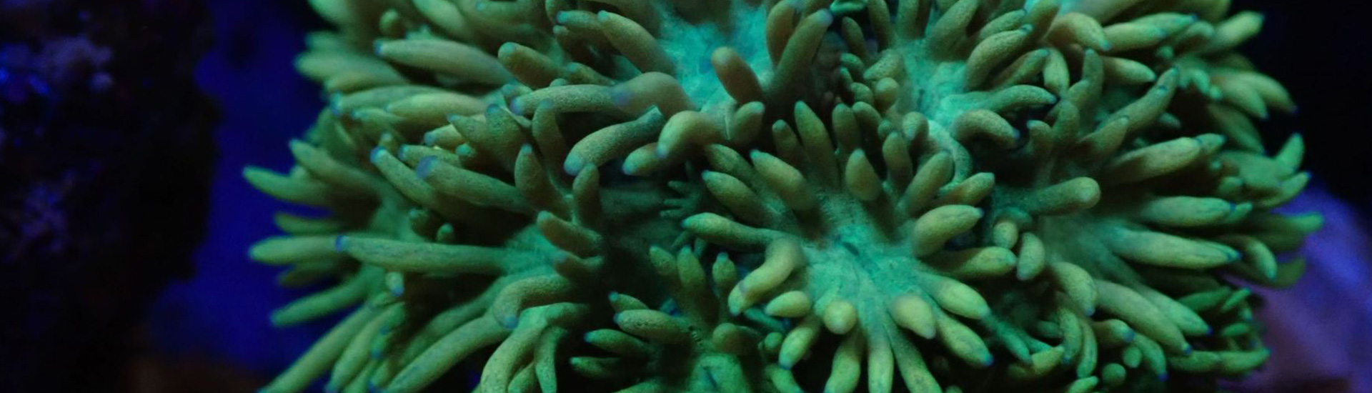 Alveopora grün – elegante LPS Koralle mit filigranen Polypen