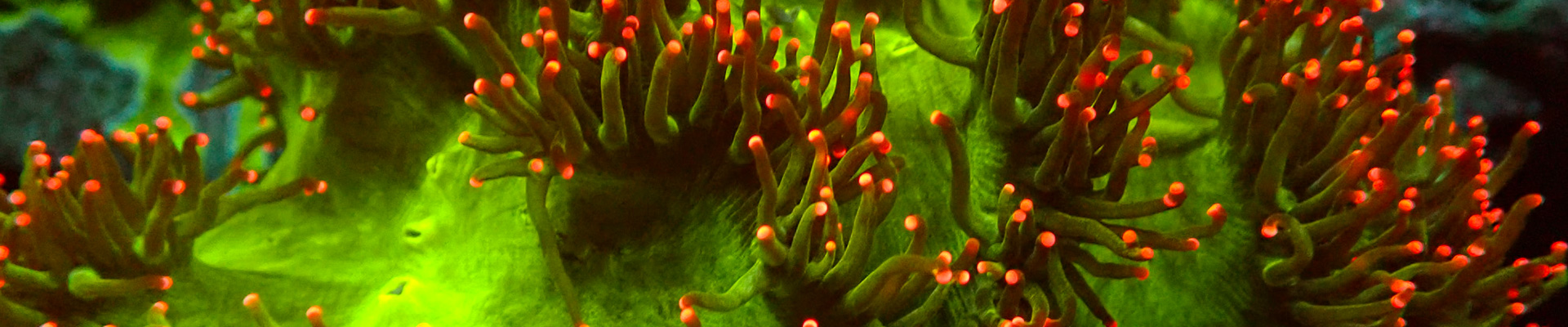 catalaphyllia-kategorie-header Catalaphyllia Elegance Koralle – grün-rosa Tentakel in voller Pracht