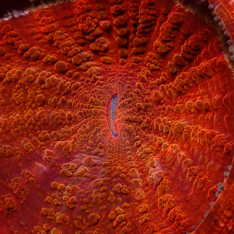 Acanthophyllia Acanthophyllia