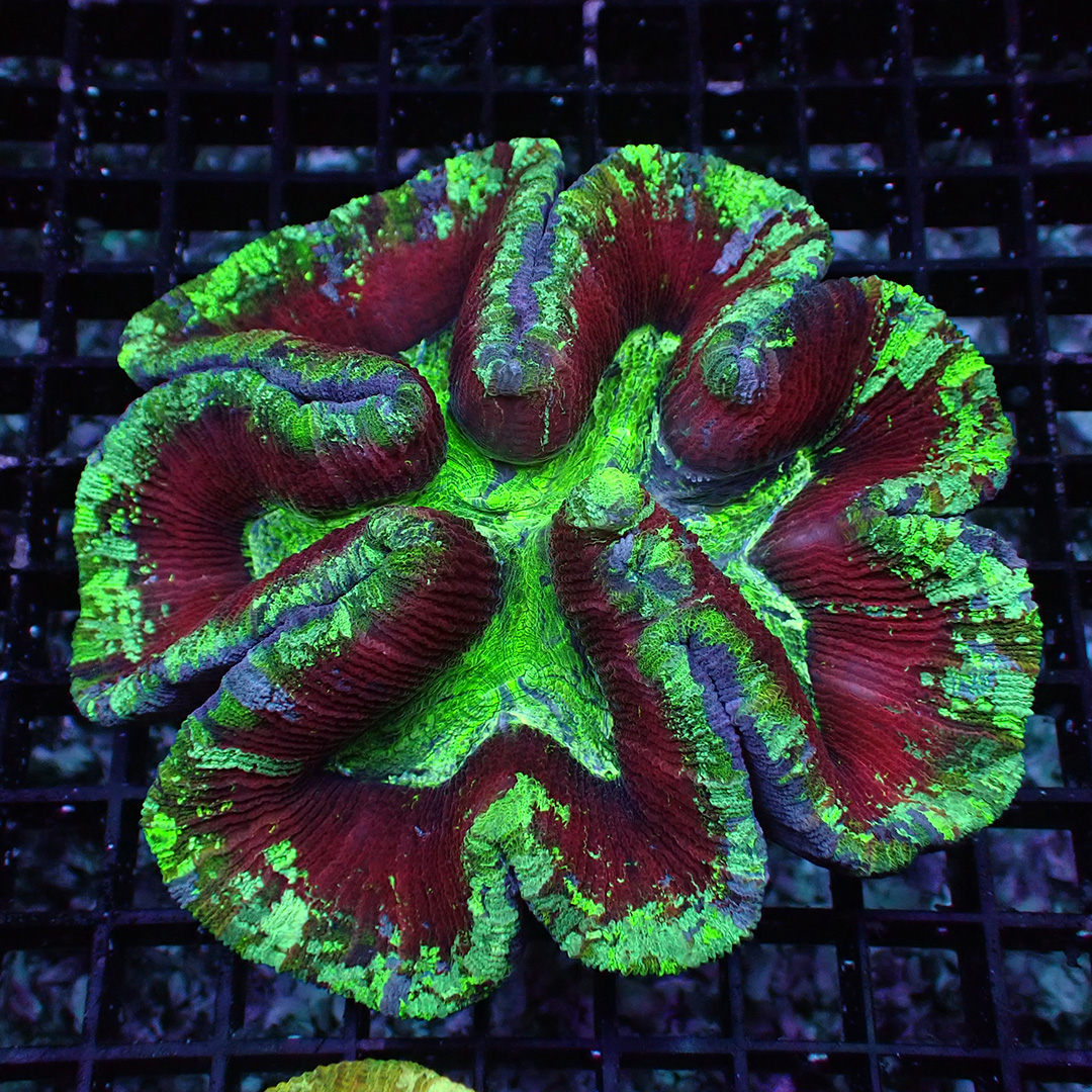 Trachyphyllia Trachyphyllia