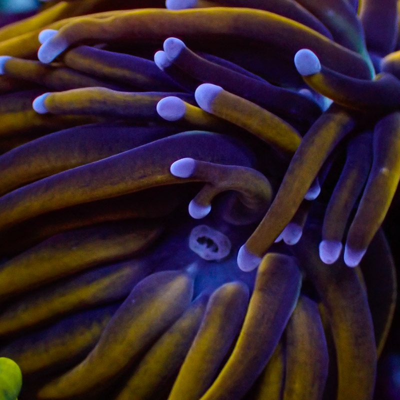 Euphyllia Glabrescens Golden Torch Ultra Euphyllia Glabrescens Golden Torch Ultra