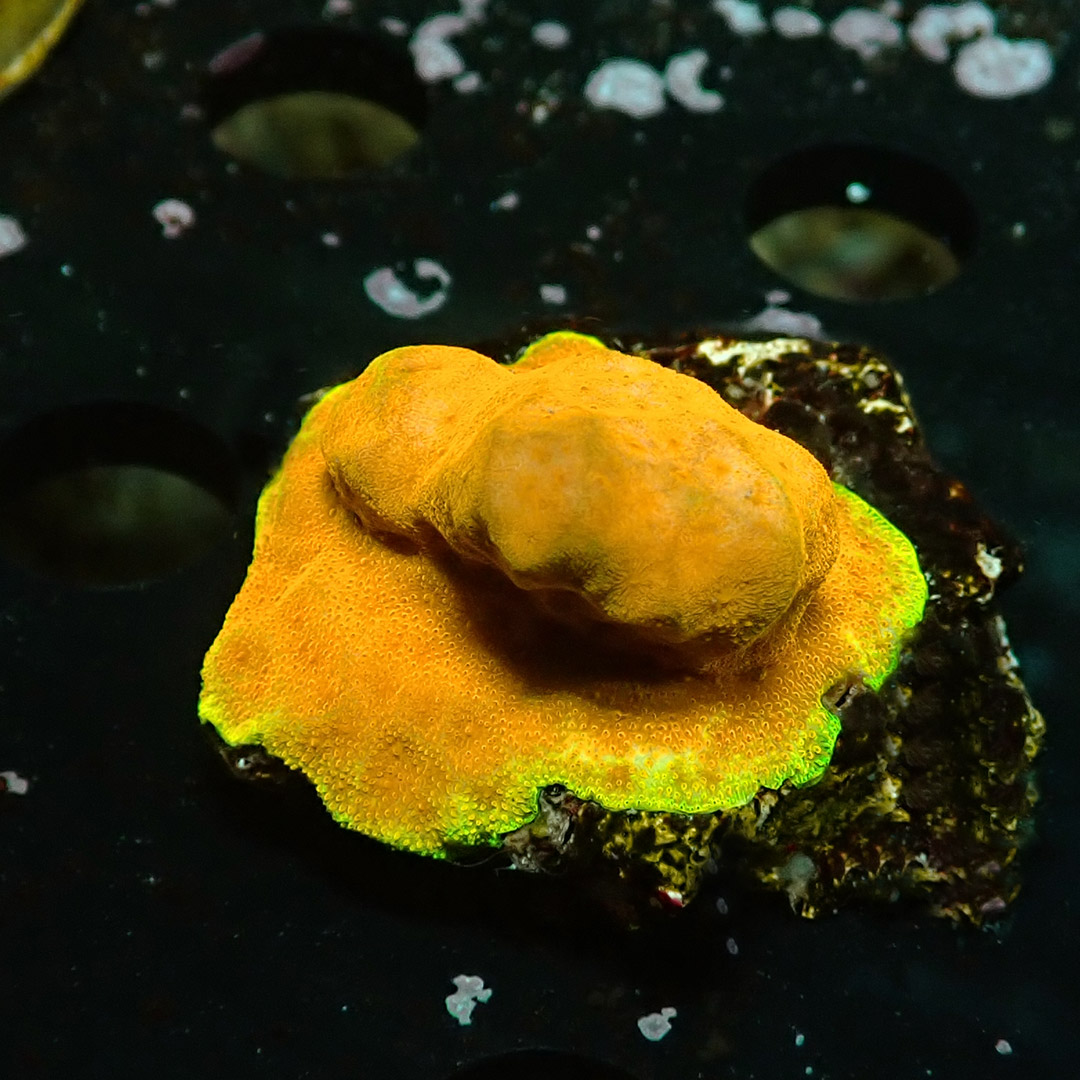 Psammocora Golden Orange Frag 04 Psammocora Golden Orange Frag 04