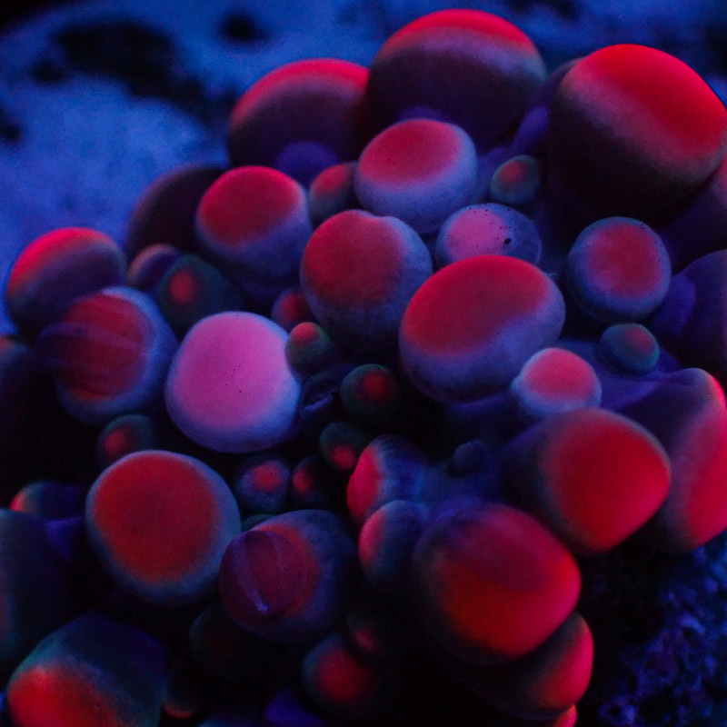 Ricordea Yuma Pink Ricordea Yuma Pink