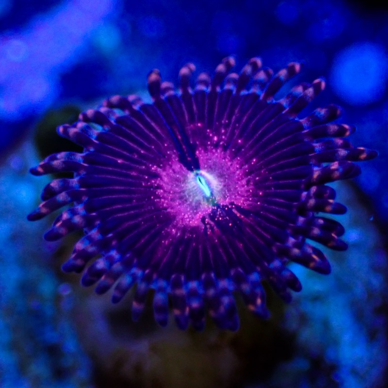 Zoanthus MC Playboy Bunny Zoanthus MC Playboy Bunny