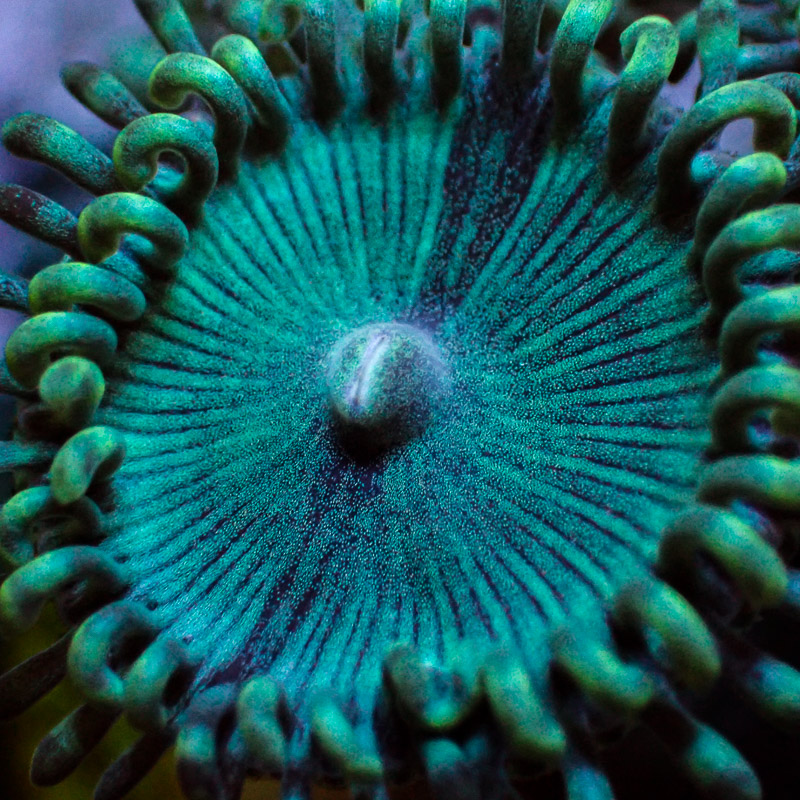 Zoanthus MC Turquoise Jam