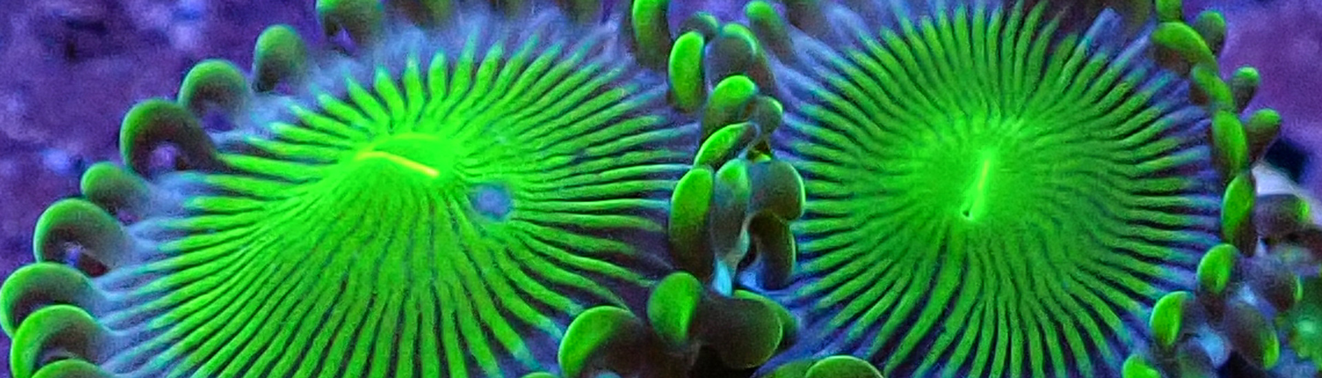 Zoanthus Kolonie mit orange-grüner Musterung unter Blaulicht