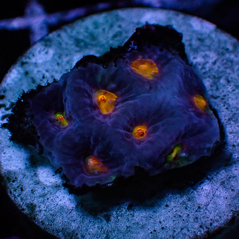 Favia MC Blue Bird Frag 01 Favia MC Blue Bird Frag 01