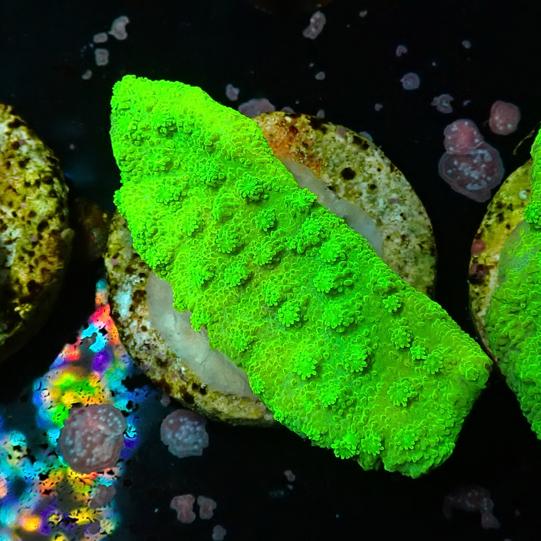 Montipora Toxic Frag 10 Montipora Toxic Frag 10