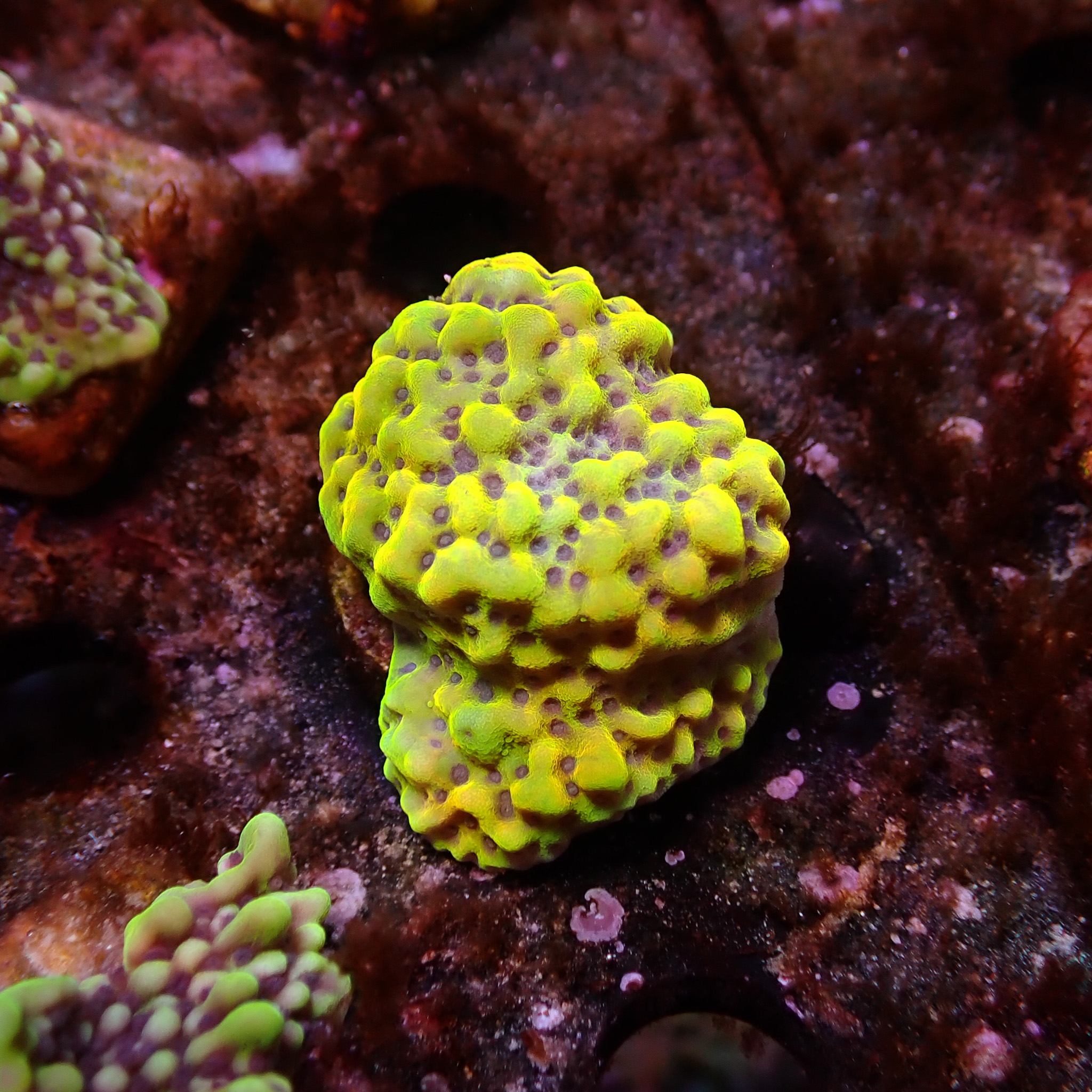 Montipora Kung Pao Frag 04