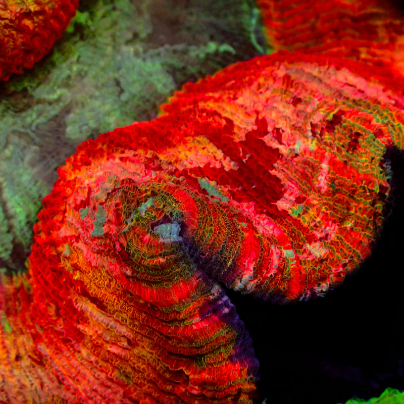 Trachyphyllia Trachyphyllia