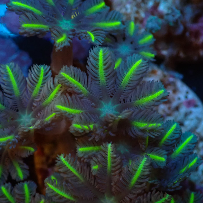 Clavularia MC Ultra Green