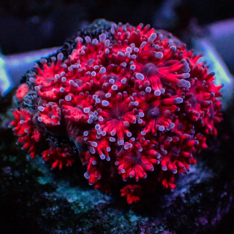 Goniopora Rot mit blauen Tips