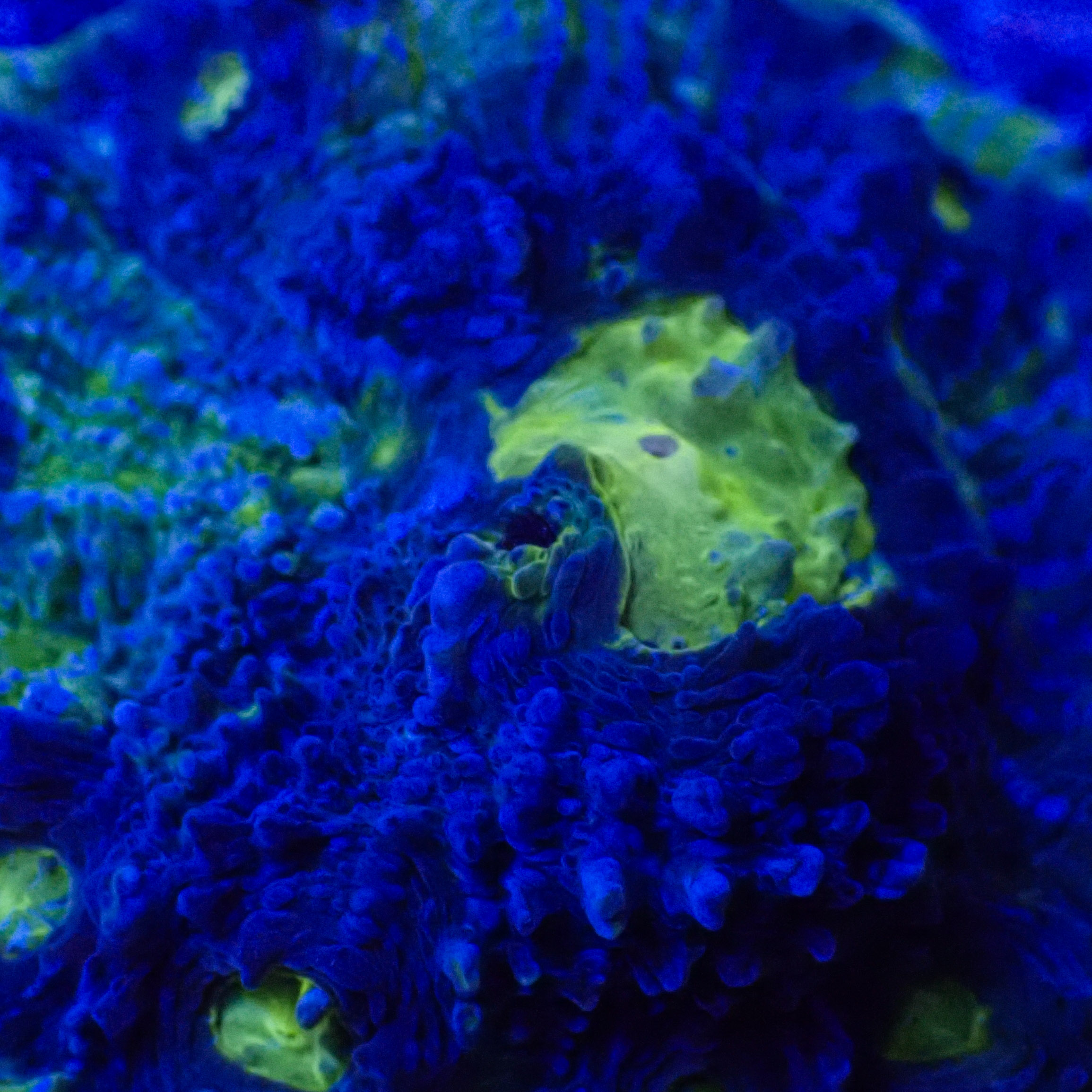 Chalice MC Magic Blue Frag 01 Chalice MC Magic Blue Frag 01