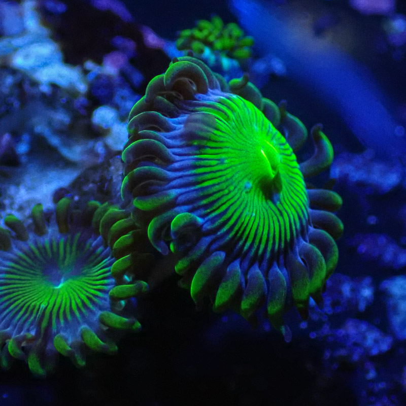 Zoanthus MC Blue Panama