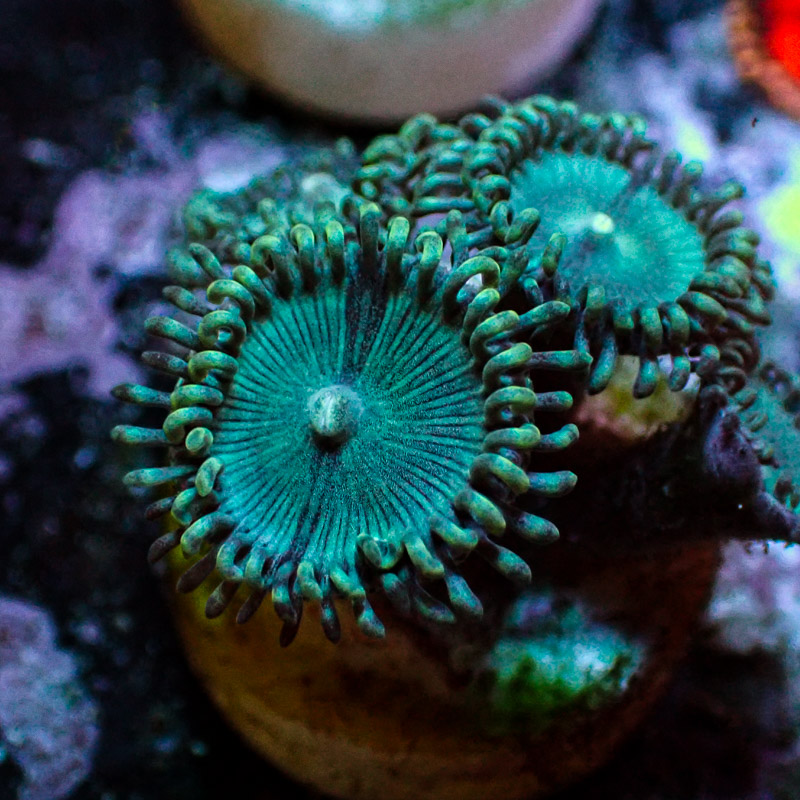 Zoanthus MC Turquoise Jam Zoanthus MC Turquoise Jam
